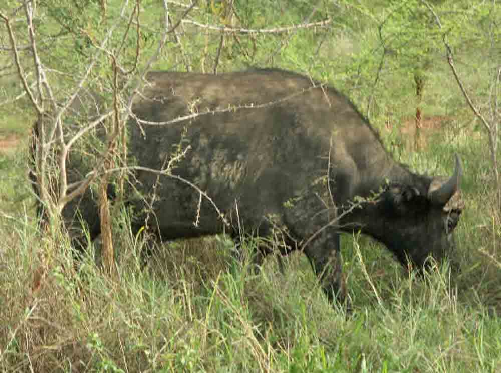 ein Nashorn